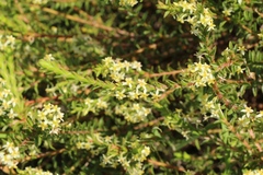 Struthiola striata