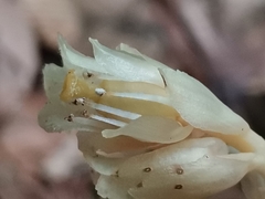Monotropa hypopitys hypophegea