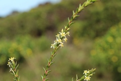 Struthiola striata