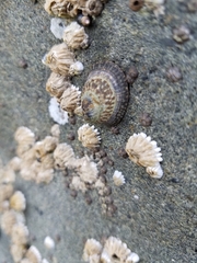 Lottia paradigitalis