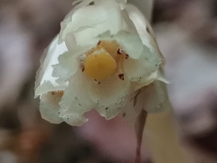 Monotropa hypopitys hypophegea