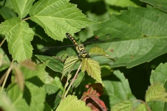 Onychogomphus forcipatus