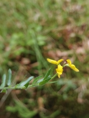 Genista pilosa