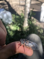 Okanagana occidentalis