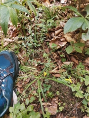 Genista pilosa