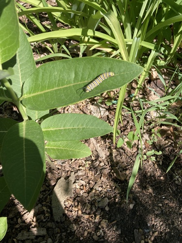 Monarch photographed in North Dakota