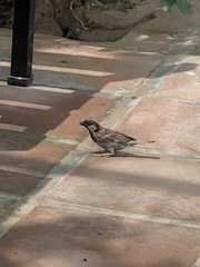 Passer domesticus