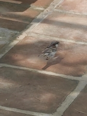 Passer domesticus