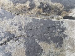 Hydropunctaria maura