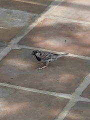 Passer domesticus