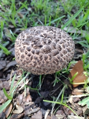 Strobilomyces strobilaceus image