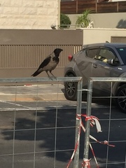 Corvus cornix