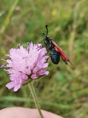 Zygaena angelicae