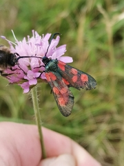Zygaena angelicae
