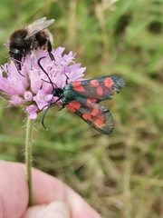 Zygaena angelicae