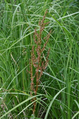 Rumex aquaticus protractus