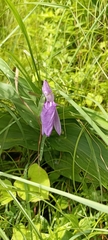 Roscoea purpurea