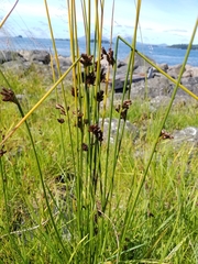 Juncus arcticus