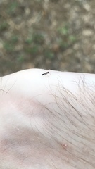 Pseudomyrmex ejectus