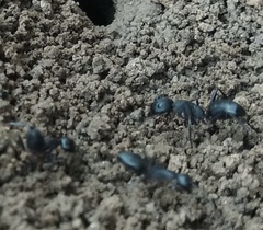 Camponotus compressus