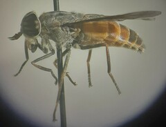 Hybomitra epistates