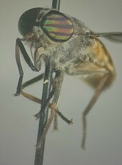 Hybomitra epistates