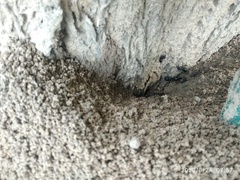 Camponotus compressus