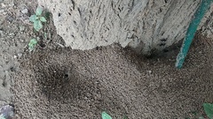 Camponotus compressus