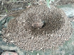 Camponotus compressus