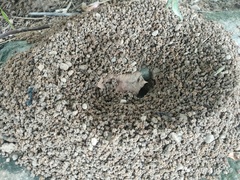 Camponotus compressus