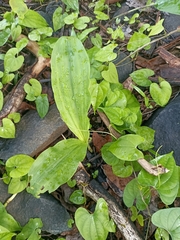 Eulophia diffusiflora