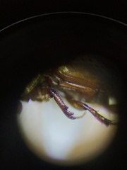 Blackburneus stercorosus