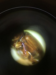 Blackburneus stercorosus