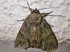 Polyphaenis sericata