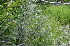 Salix lapponum