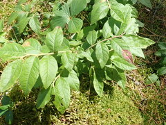 Valdensinia