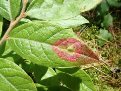 Valdensinia