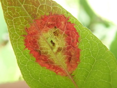 Valdensinia