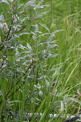 Salix lapponum