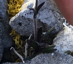 Silene uralensis