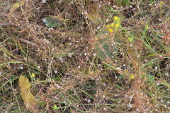 Cuscuta approximata
