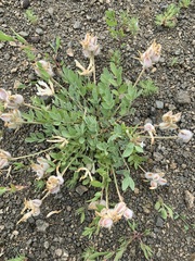 Astragalus helmii tergeminus