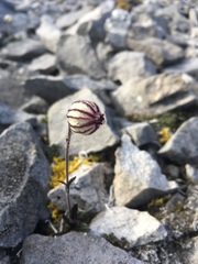 Silene uralensis