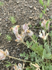 Astragalus helmii tergeminus