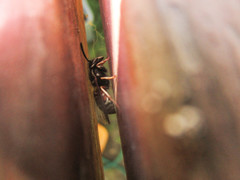 Vespula intermedia