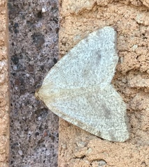 Protodeltote albidula