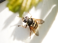 Sericomyia silentis
