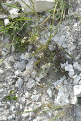 Asperula tephrocarpa