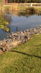 Fulica americana americana