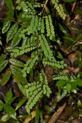 Phyllanthus matitanensis